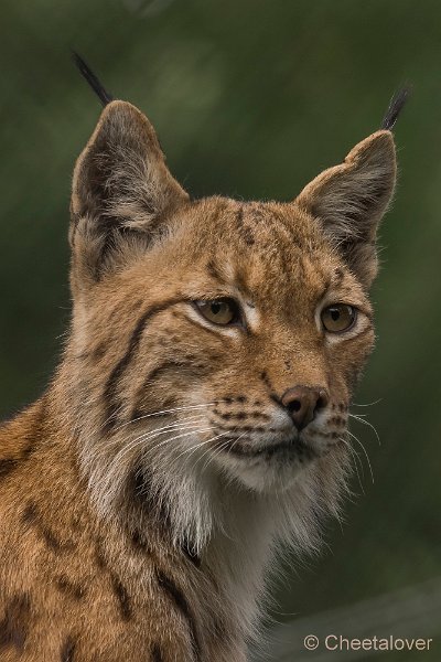 _DSC0741.JPG - Europese Lynx